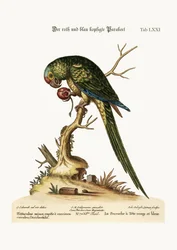 El periquito de cabeza roja y azul, 1749-73